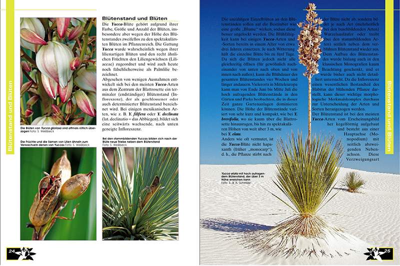 Faszination Bunt – Die Welt der panaschierten Yuccas